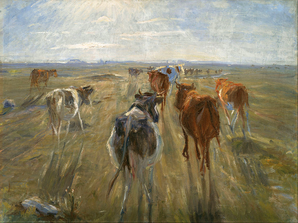 Long shadows, cattle on the island of Saltholm