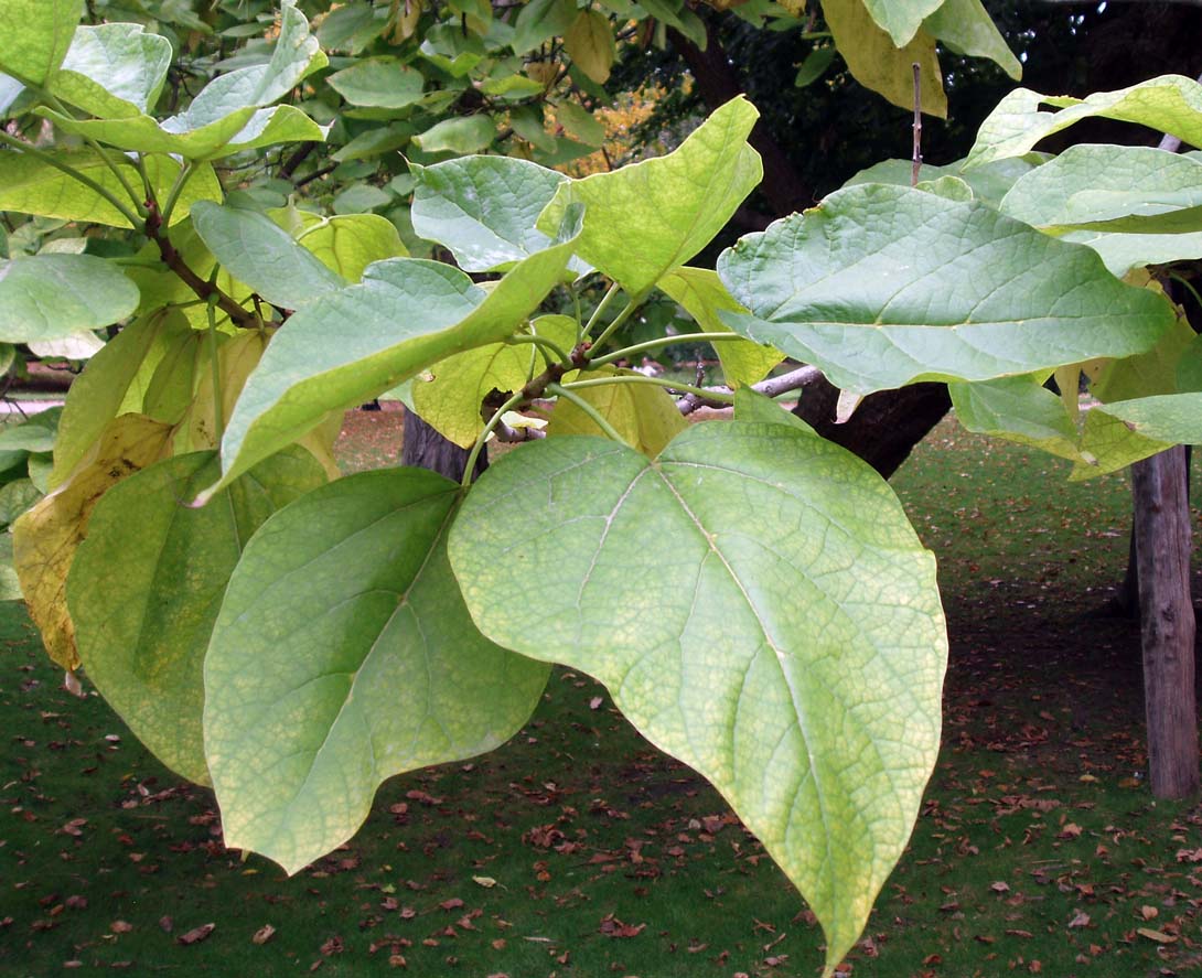 Catalpa (feuilles)