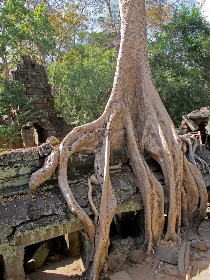Fromager - Temple d'Angkor - Cambodge