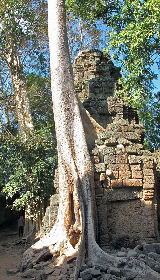Fromager - Temple d'Angkor - Cambodge